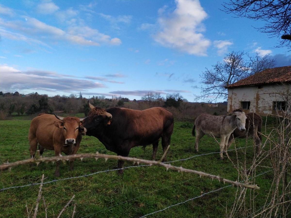 Hostal Casa Pepín - Sagasta Rural Oviedo Exterior foto